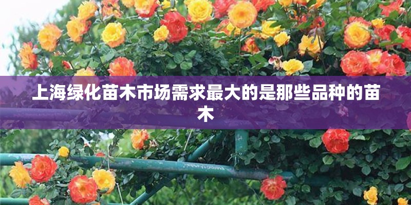 上海绿化苗木市场需求最大的是那些品种的苗木