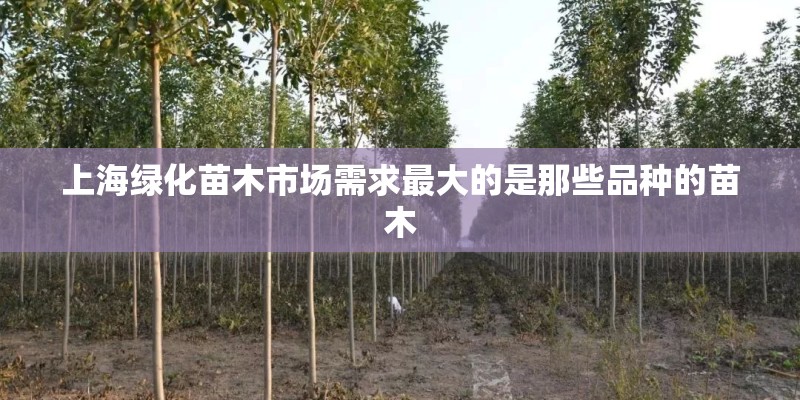 上海绿化苗木市场需求最大的是那些品种的苗木