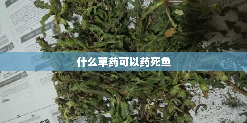 什么草药可以药死鱼