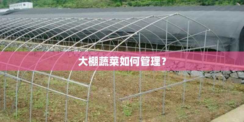 大棚蔬菜如何管理？