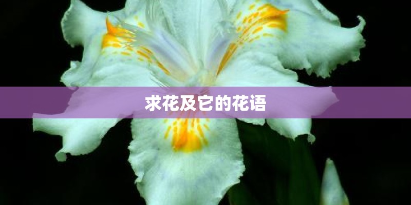 求花及它的花语