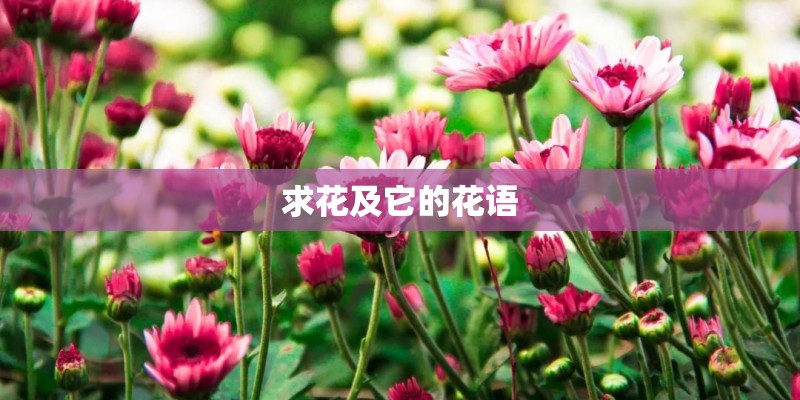 求花及它的花语