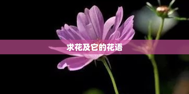 求花及它的花语