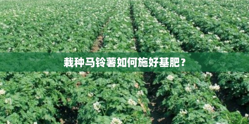 栽种马铃薯如何施好基肥？
