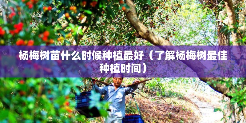 杨梅树苗什么时候种植最好（了解杨梅树最佳种植时间）
