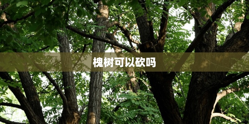 槐树可以砍吗