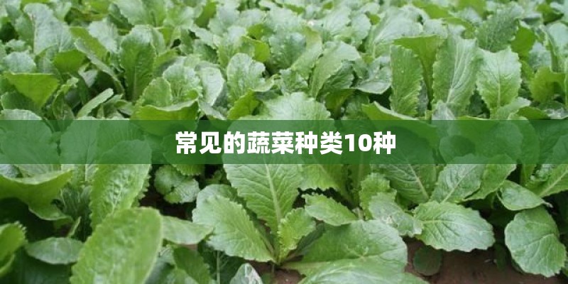 常见的蔬菜种类10种 常见的蔬菜种类10种
