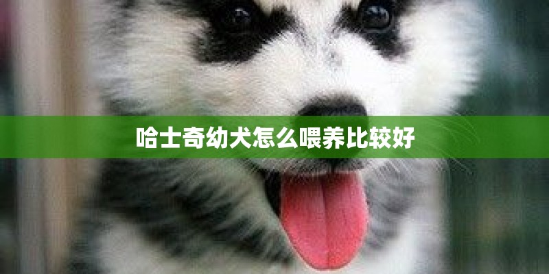 哈士奇幼犬怎么喂养比较好