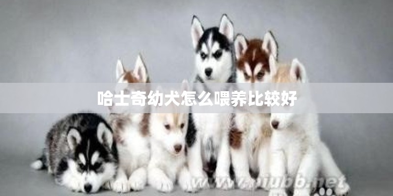 哈士奇幼犬怎么喂养比较好