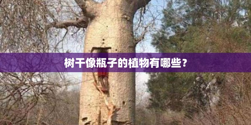 树干像瓶子的植物有哪些？