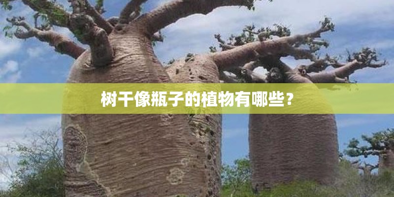 树干像瓶子的植物有哪些？