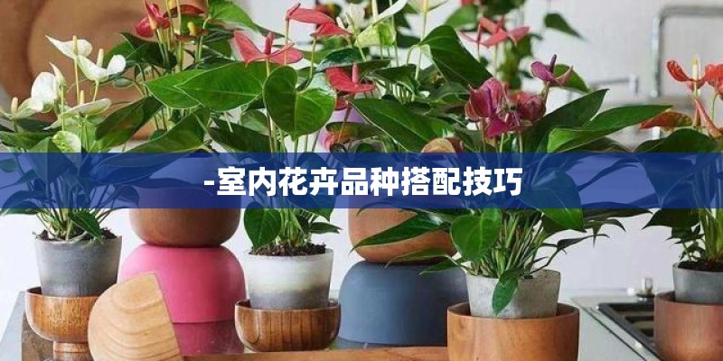 -室内花卉品种搭配技巧