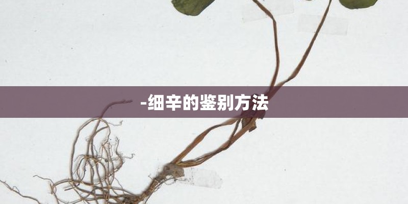 -细辛的鉴别方法