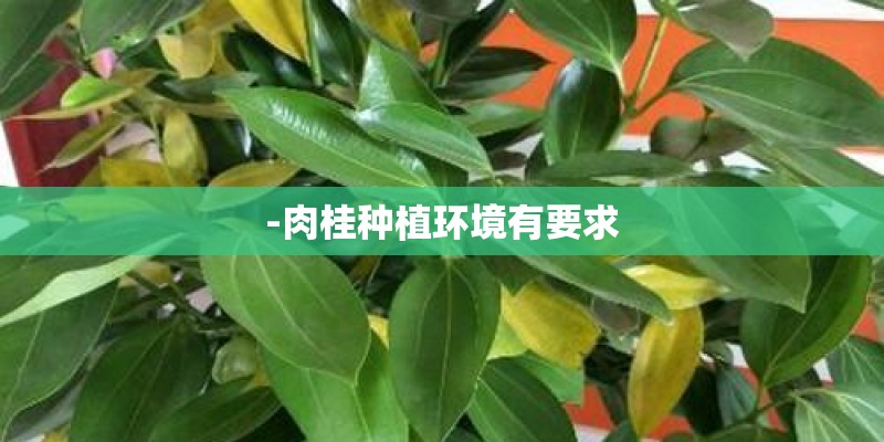 -肉桂种植环境有要求
