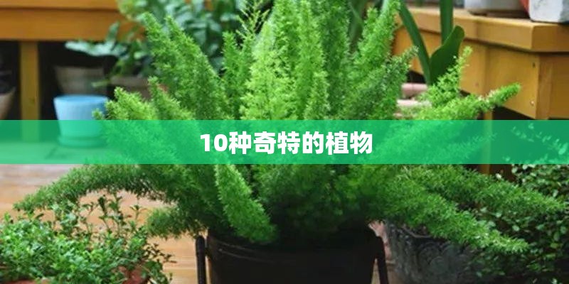 10种奇特的植物