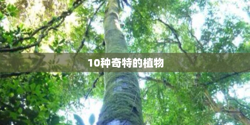 10种奇特的植物