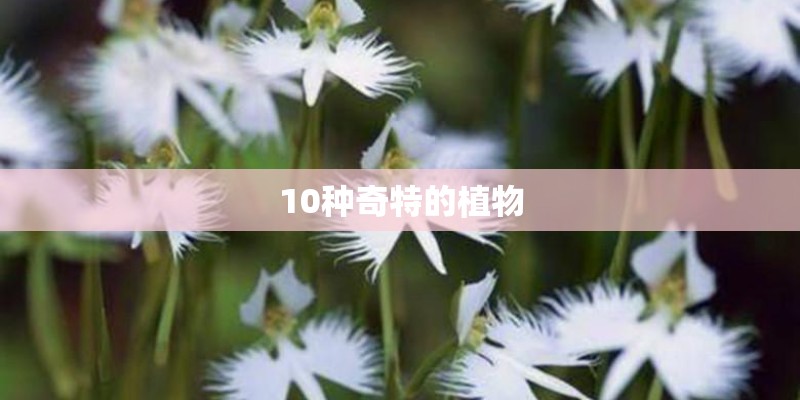 10种奇特的植物