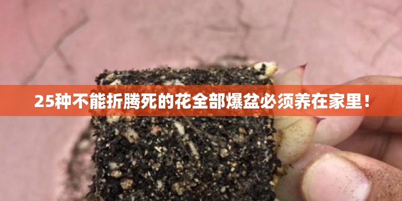 25种不能折腾死的花全部爆盆必须养在家里！