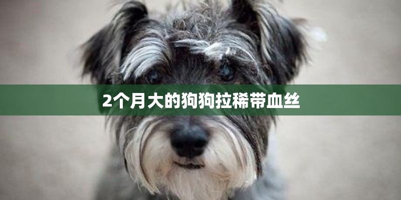 2个月大的狗狗拉稀带血丝