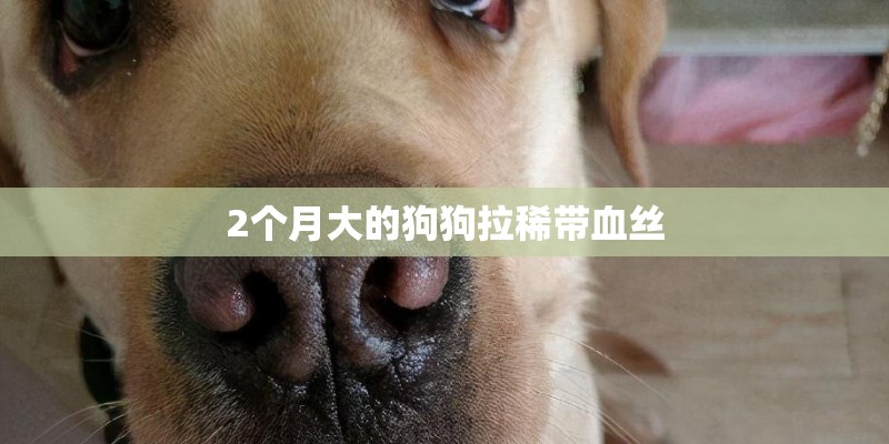 2个月大的狗狗拉稀带血丝