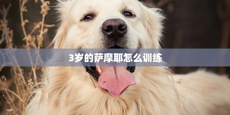 3岁的萨摩耶怎么训练