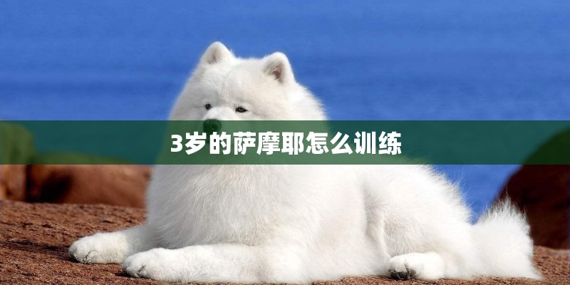 3岁的萨摩耶怎么训练