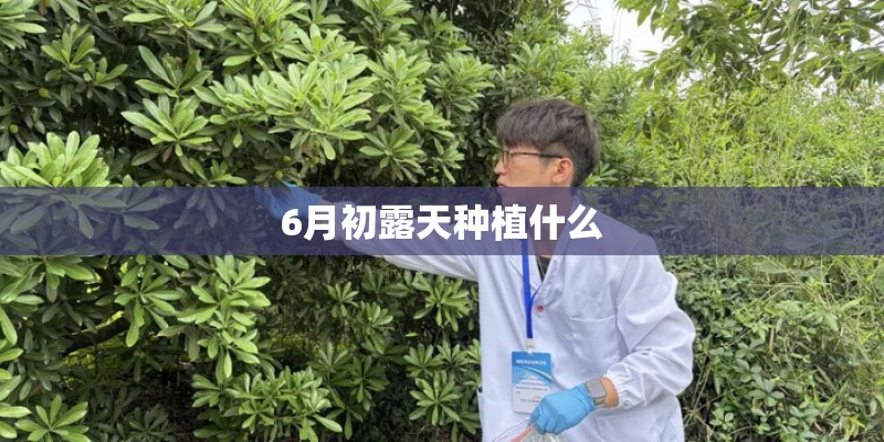 6月初露天种植什么