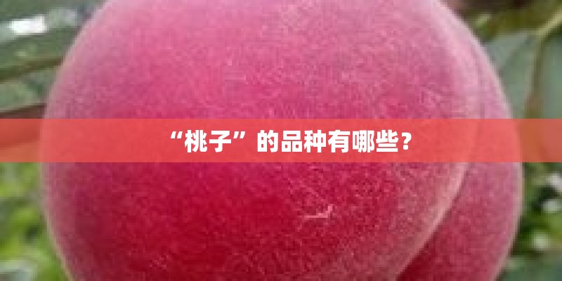 “桃子”的品种有哪些？