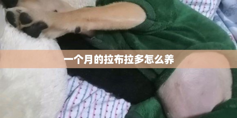 一个月的拉布拉多怎么养