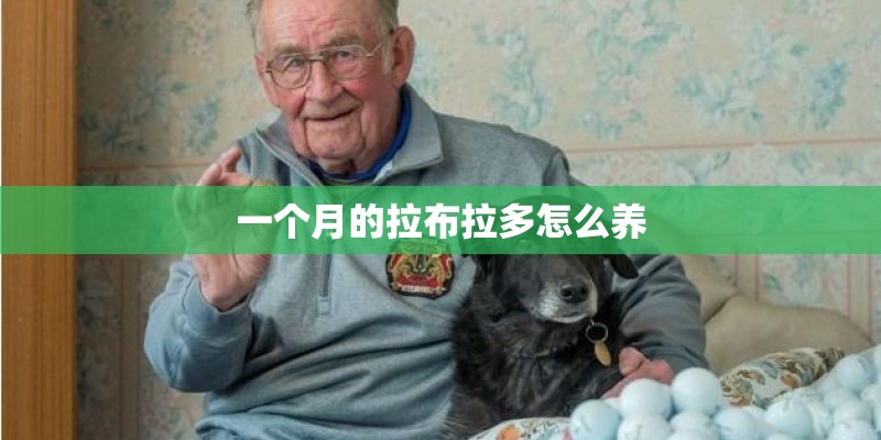 一个月的拉布拉多怎么养