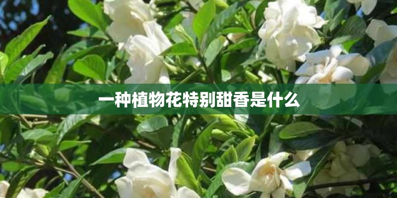 一种植物花特别甜香是什么