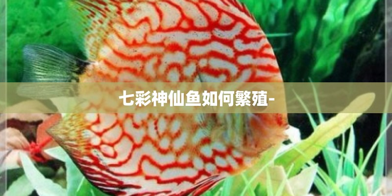 七彩神仙鱼如何繁殖-