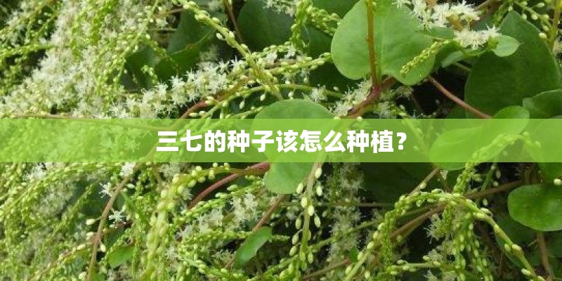 三七的种子该怎么种植？