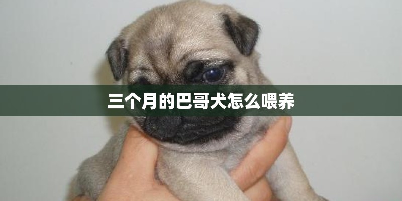 三个月的巴哥犬怎么喂养