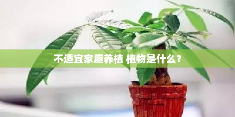 不适宜家庭养植 植物是什么？