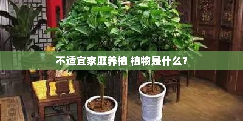 不适宜家庭养植 植物是什么？