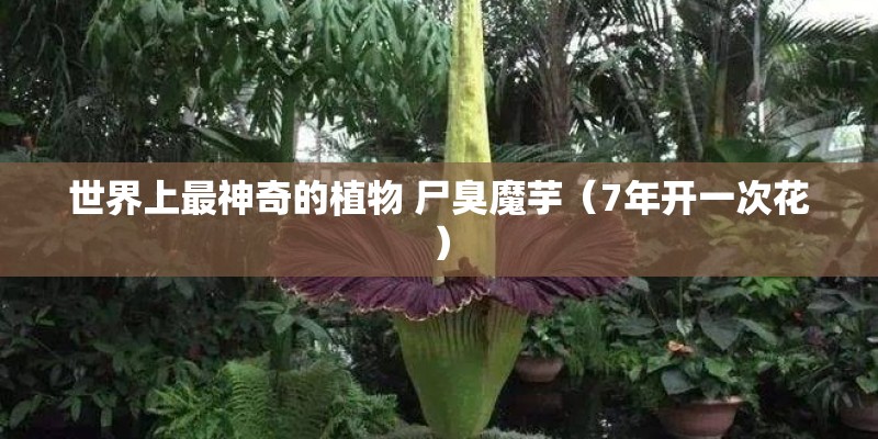 B站核爆霍元甲背景动漫是哪个