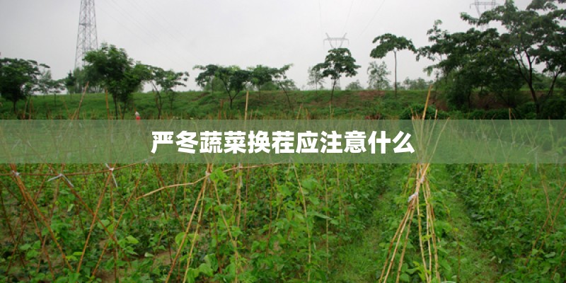 严冬蔬菜换茬应注意什么