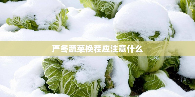 严冬蔬菜换茬应注意什么