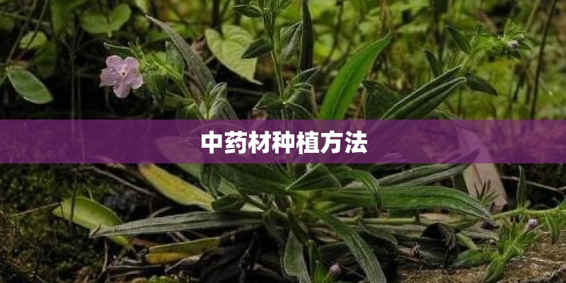 中药材种植方法