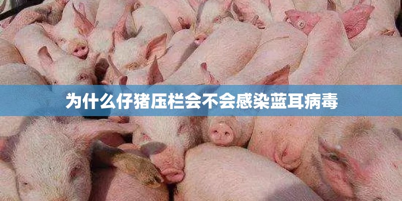 为什么仔猪压栏会不会感染蓝耳病毒