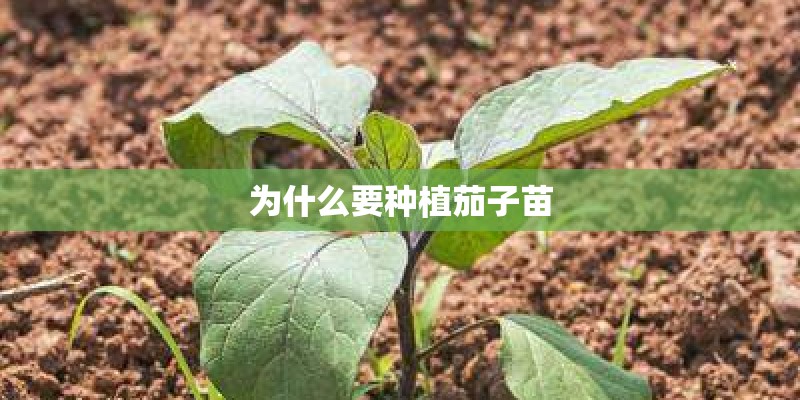 为什么要种植茄子苗