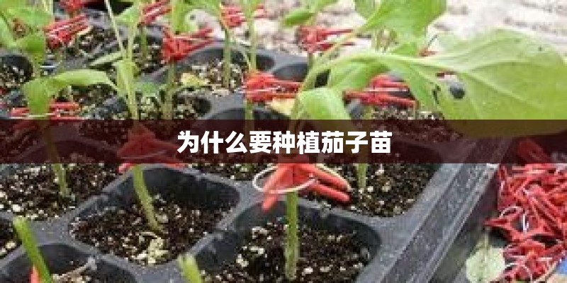 大学生植树节创意活动方案简短