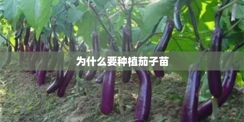 为什么要种植茄子苗