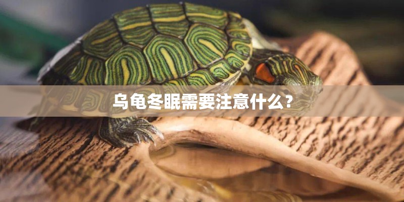 乌龟冬眠需要注意什么？