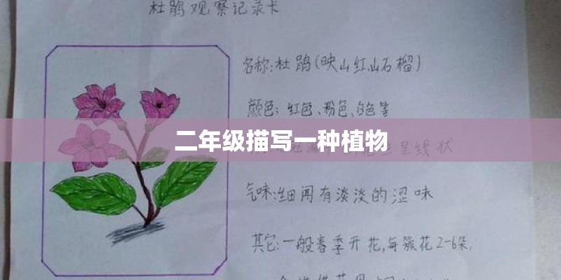 二年级描写一种植物