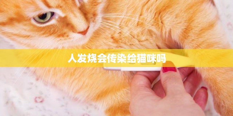 人发烧会传染给猫咪吗