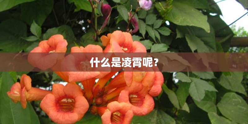 什么是凌霄呢？