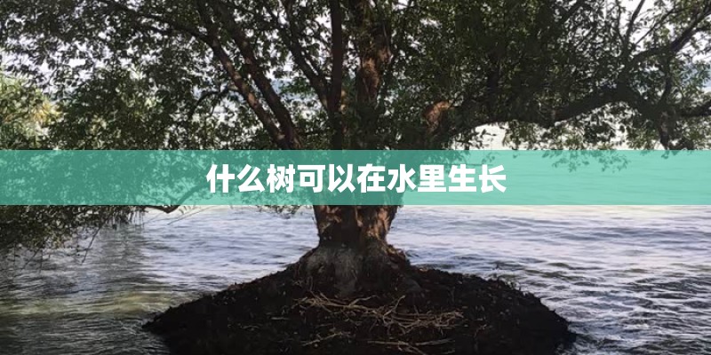 什么树可以在水里生长