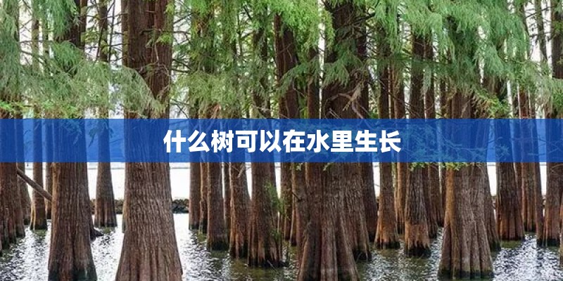 什么树可以在水里生长
